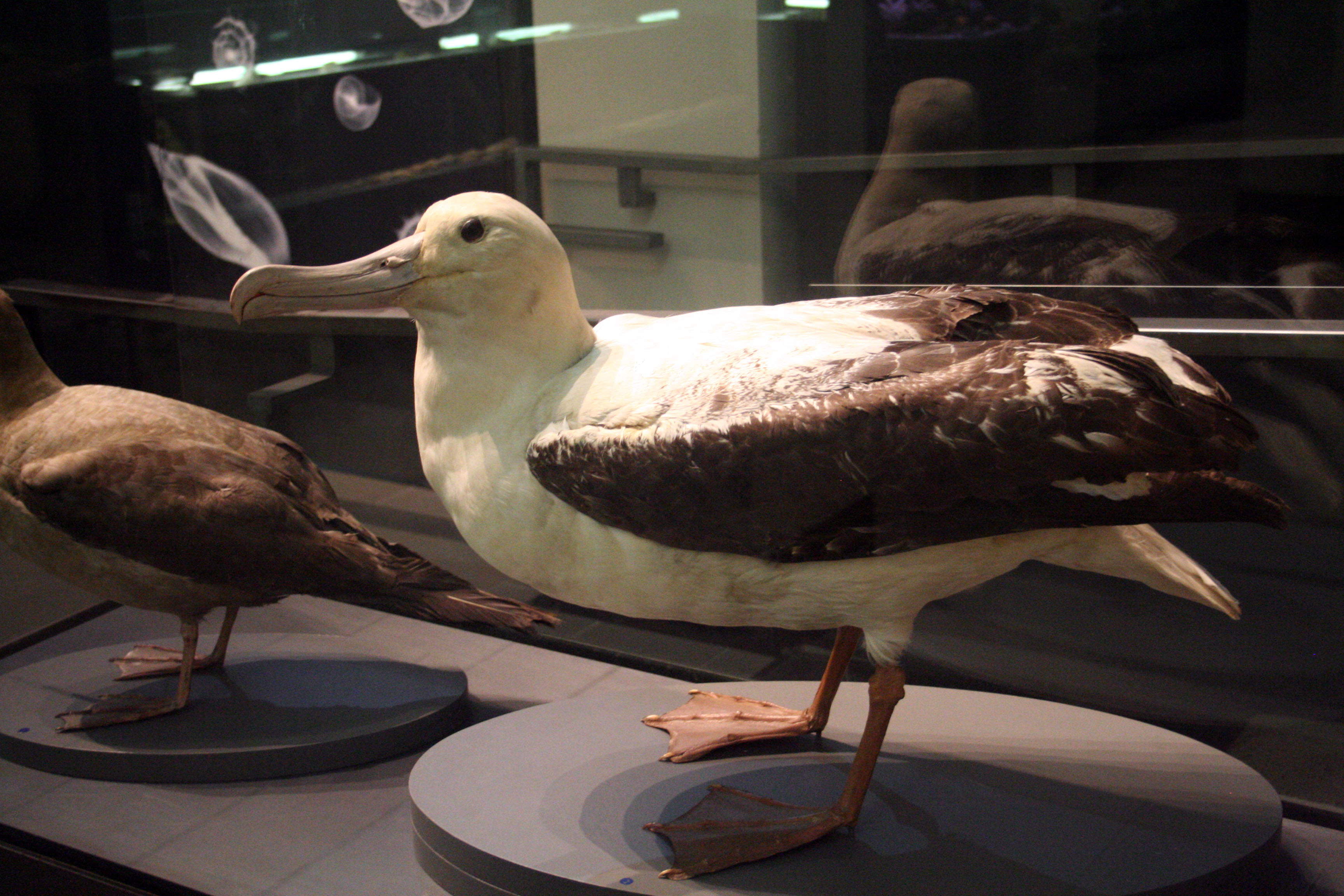 stuffed albatross toy